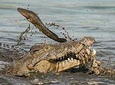 5 days camping experience (Tarangire, Serengeti, Ngorongoro and Manyara)