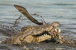 5 days camping experience (Tarangire, Serengeti, Ngorongoro and Manyara)