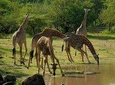 Serengeti, ngorongoro, manyara 5 days 4 night