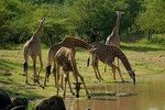 Serengeti, ngorongoro, manyara 5 days 4 night