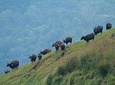 Cochin to Thekkady & Alleppey (4 Days)