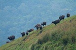 Cochin to Thekkady & Alleppey (4 Days)