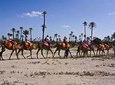 Camel Ride in Marrakech Palm Grove with Sunset 