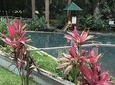 Black River Safari and YS Falls Private Tour