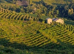 Wine Tasting in Valdobbiadene, Italy (UNESCO site)