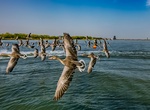 Visit Migratory Bird Sanctuaries along the Coast of Yellow Sea-Bohai Gulf of China, (UNESCO sites)