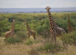 Explore Mkomazi National Park, Tanzania