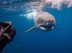 Dive with Great White Shark off Farallon Islands, California