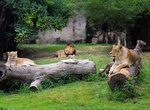 Visit Memphis Zoo, Memphis, Tennessee