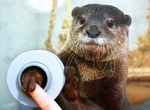 Shake Hands with an Otter at Keikyu Aburatsubo Marine Park, Japan