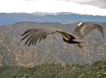 See California Condor in the Wild