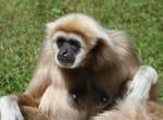 Help The Gibbon Rehabilitation project, Phuket, Thailand