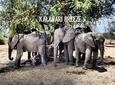 8 Day Highlights Of Botswana & Victoria Falls Overland Tour 