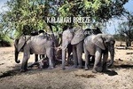 8 Day Highlights Of Botswana & Victoria Falls Overland Tour 