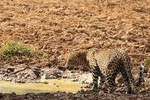 Lunugamwehera (Yala Block 5) Tour - Less Crowded National Park