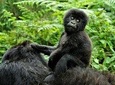 2 days Uganda Gorilla trekking 