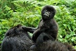 2 days Uganda Gorilla trekking 
