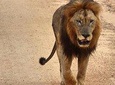 4 Day All Incl. Private Kruger Park Safari and Transfer From Nelspruit