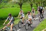 Rice Paddy Cycling Tour