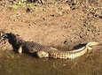 Isimangaliso Wetland Park Estuary Boat Safari