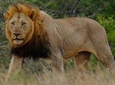 Hluhluwe Imfolozi Park Day Safari
