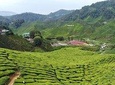 Private: Cameron Highlands 2 days 1 night Trip