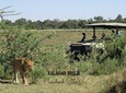 1 Day Moremi Game Drive Safari, guided