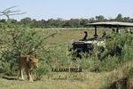 1 Day Moremi Game Drive Safari, guided