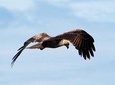 Bird Watching Tour at Muthurajawela
