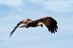 Bird Watching Tour at Muthurajawela