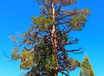 See Hangman's Tree, Holcomb Valley, California