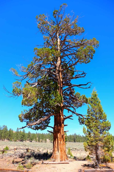 Hangman's Tree