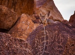 See Chidago Canyon Petroglyphs, California