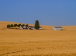 Explore The Palouse, Idaho