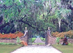 Drive through Boone Hall Plantation Oak Trees, Charleston, South Carolina