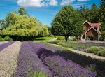 Attend Sequim Lavender Weekend, Washington State