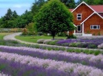 Visit Purple Haze Lavender Farm, Sequims, Washington