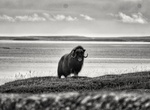 See a Muskox