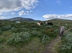 Explore Dovrefjell–Sunndalsfjella National Park, Norway