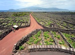 See Pico Island Vineyard Culture, Azores, Portugal (UNESCO site)