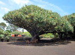 Visit Museu do Vinho da Ilha do Pico & Dragon Tree Forest, Pico Island, Azores Islands