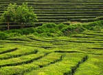 Visit a Sao Miguel Tea Plantation, São Miguel Island, Azores Islands