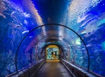 Visit Shark Reef Aquarium at Mandalay Bay, Las Vegas, Nevada