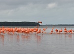 See Flamingos in Celestún, Yucatán, Mexico