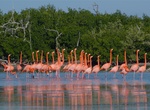 See Flamingos at Ría Lagartos Biosphere Reserve, Yucatán, Mexico