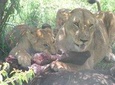 2 Days Tsavo East and West