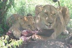 2 Days Tsavo East and West