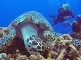 Discover Scuba Diving