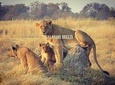 8 Day Okavango Safari - Wilderness Trail (Inner Delta & Moremi)