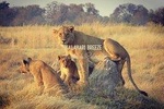 8 Day Okavango Safari - Wilderness Trail (Inner Delta & Moremi)
